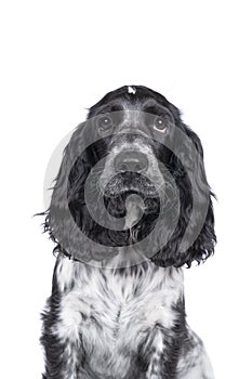 Full body portrait of a cute English cocker spaniel sitting looking at the camera isolated on a white background