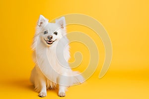 Full-body portrait of an excited white Spitz dog sitting on a vibrant yellow background, copy space