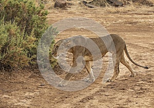 Full body portrait of female lion, Panthera leo, walking in dirt road as she hunts