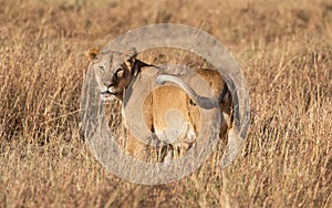 Full body portrait of female lion turning back to look at viewer in natural tall grass landscape in Africa