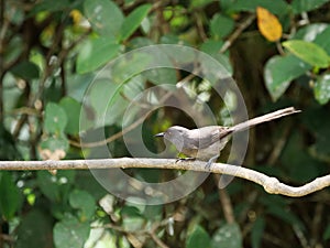 Full body portrait of a long-tailed Sibia