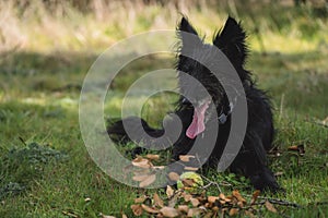 Full body portrait of a male black dog resting with a ball