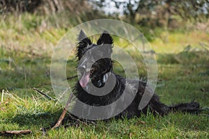 Full body portrait of a male black dog resting with a stick