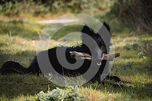 Full body portrait of a male black dog resting with a stick