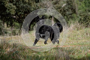 Full body portrait of a male black dog running on the grass