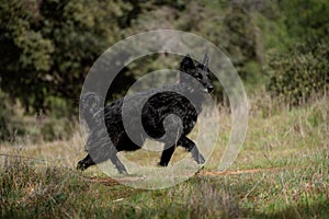 Full body portrait of a male black dog running on the grass