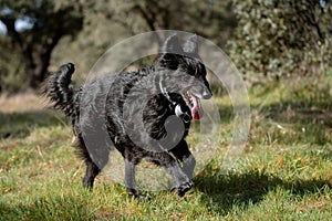 Full body portrait of a male black dog running on the grass