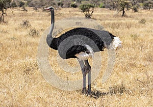 Full body portrait of male Somali ostrich, Struthio camelus molybdophanes, in tall grass of the northern Kenya savannah with lands photo