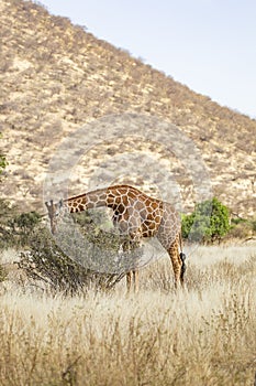 Full Body Portrait of reticulated giraffe, Giraffa camelopardalis reticulata, eating leaves from shrub in northern Kenyan landscap