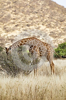 Full Body Portrait of reticulated giraffe, Giraffa camelopardalis reticulata, eating leaves from shrub in savannah landscape