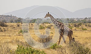 Full Body Portrait of reticulated giraffe, Giraffa camelopardalis reticulata, walking in northern Kenya savannah landscape