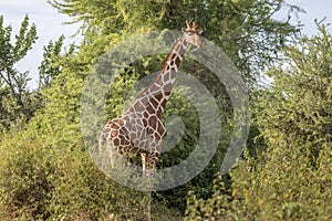 Full body portrait of reticulated giraffe, Giraffa camelopardalis reticulate, in northern Kenya landscape