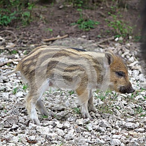 Full body portrait of wild boar piglet standing on stony ground