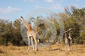 Full body portraits of masai giraffe family, with mother and two young offspring in African bush landscape with trees in backgroun