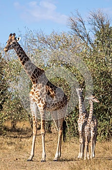 Full body portraits of masai giraffe family, with mother and two young offspring in African bush landscape with trees in backgroun