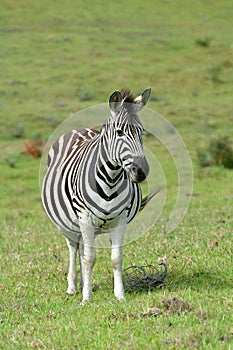 Full body of pregnant Zebra