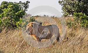 Full body profile portrait of male lion, Panthera leo, walking in tall grass of the Masai Mara in Kenya