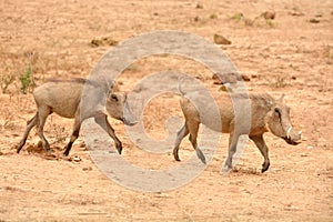 South African Warthogs running in a game park photo