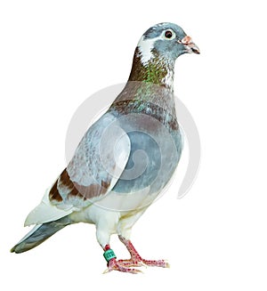 Full body of red choco feather homing pigeon bird isolated white background