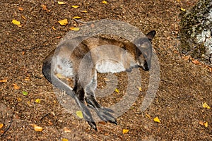 Full body of relax lying  joey young kangaroo on the meadow