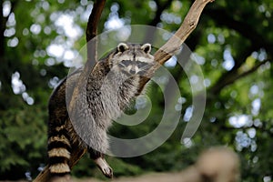 Full body of relaxing common lotor procyon raccoon on the tree branch