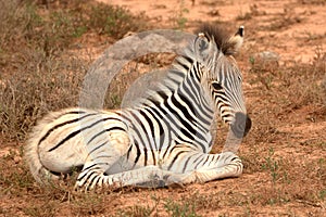 Full body of resting zebra foal