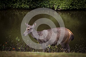 full body of sambar deer standing beside fresh water pool at khaoyai national park thailand