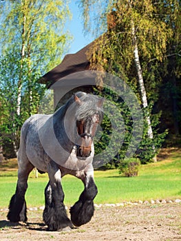 Full body shot of a Belgian draught horse.