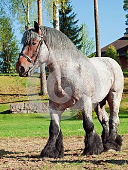 Full body shot of a Belgian draught horse.