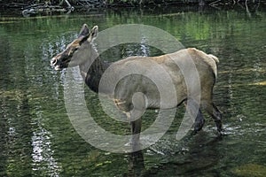 Full body shot of a female Elk crossing a creek.