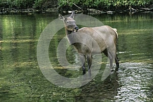 Full body shot of a female Elk crossing a creek.