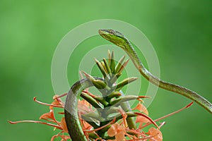 Full body shot of a Green Vine Snake