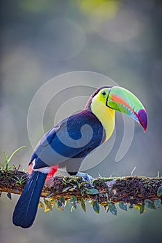 Full body shot of keel-billed toucan sitting on branch in tropics