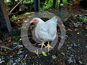 White Chicken Standing on Rocky Ground