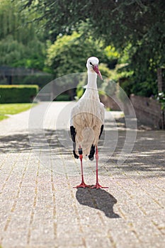 Full body shot of a single stork standing in a park - Avifauna