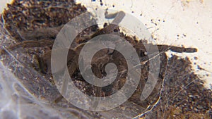 Full body shot of a tarantula by its web