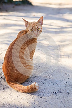full body of siamese thai domestic cat eye contact with blur background