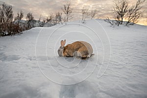 Full body from side of dark brown rabbit typical of Iceland eating a grape with the ground completely covered in snow and the