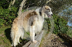 Full body side view of brindle borzoi dog standing in natural ambients photo