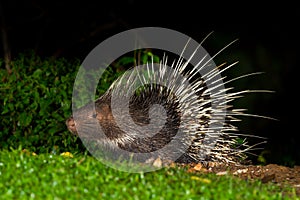 Full body side view of Nocturnal animals photo