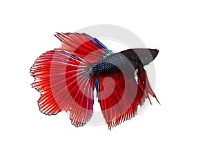 full body side view of red fin siamese betta ,fighing fish isolated white background