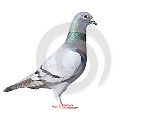 Full body side view of speed racing pigeon bird isolate white background