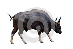 Full body side view of wild male gaur with sharpen horn isolated