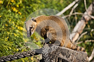 Full body of sitting nasua raccoon on the tree stump