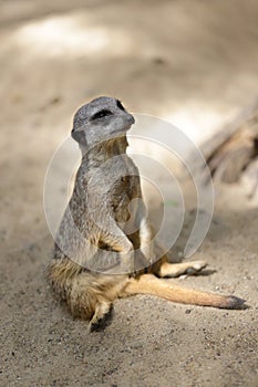 Full body of sitting wild African Meerkat Suricata suricatta