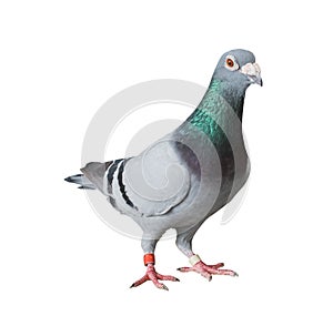 full body of speed racing homing pigeon isolated white background