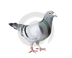 full body of speed racing pigeon bird with banding leg ring isolated white background