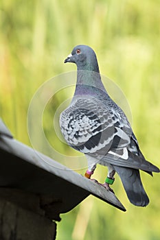 Full body of speed racing pigeon bird with  check feather pattern  standing against green blur background