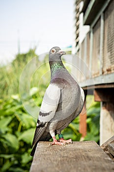 Full body of speed racing pigeon bird at home loft