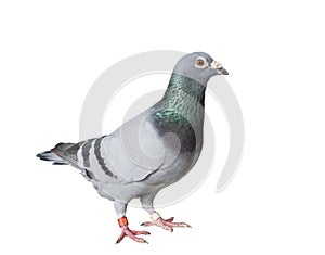 Full body of speed racing pigeon bird isolate white background